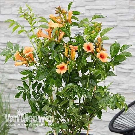 Campsis X Tagliabuana 'Indian Summer' 5 Campsis X Tagliabuana 'Indian Summer' - Image 5