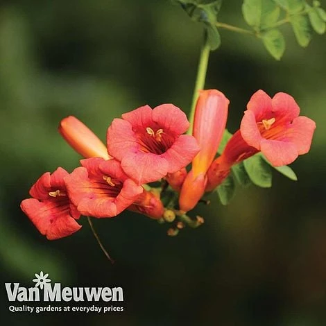 Campsis X Tagliabuana 'Madame Galen' 2 Campsis X Tagliabuana 'Madame Galen' - Image 2