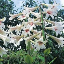 Cardiocrinum Giganteum