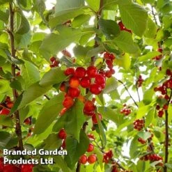 Cherry 'Sylvia' (Mini Fruit Tree) -Fresh Planty Shop CHER T10442 C