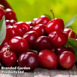Cherry 'Sylvia' (Mini Fruit Tree) -Fresh Planty Shop CHER T10442 D