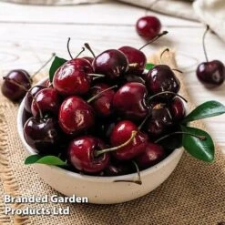 Cherry 'Sylvia' (Mini Fruit Tree) -Fresh Planty Shop CHER T10442 E