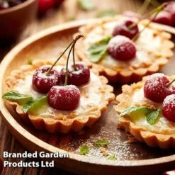 Cherry 'Sylvia' (Mini Fruit Tree) -Fresh Planty Shop CHER T10442 F