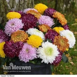 Chrysanthemum 'Incurved Mixed' -Fresh Planty Shop CHRY 72960 B