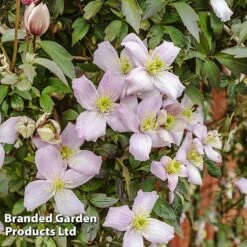 Clematis Montana 'Mayleen' 15 Clematis Montana 'Mayleen' -Fresh Planty Shop CLEM MAYLEEN L39280