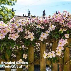 Clematis Montana 'Mayleen' 16 Clematis Montana 'Mayleen' -Fresh Planty Shop CLEM MAYLEEN L39281