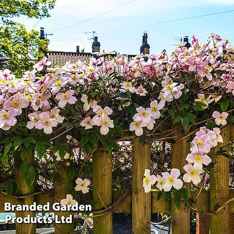 Clematis Montana 'Mayleen' 7 Clematis Montana 'Mayleen' - Image 7