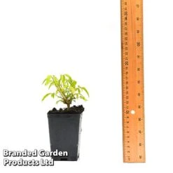 Clematis Napaulensis 7 Clematis Napaulensis -Fresh Planty Shop CLEM NAPAUL7CM T44183