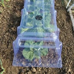 Mini Greenhouse Cloche -Fresh Planty Shop CLOC V69804 B