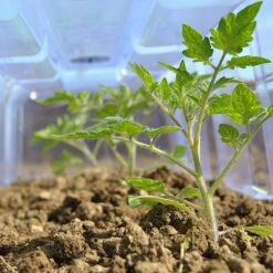 Mini Greenhouse Cloche -Fresh Planty Shop CLOC V69804 C