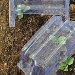 Mini Greenhouse Cloche -Fresh Planty Shop CLOC V69804 D