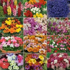 Annual Bedding Plants Collection