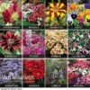 Summer Bedding Collection