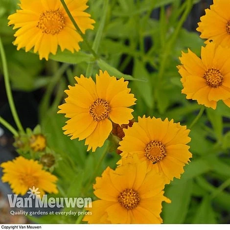 Coreopsis Grandiflora 'Sunray' 2 Coreopsis Grandiflora 'Sunray' - Image 2