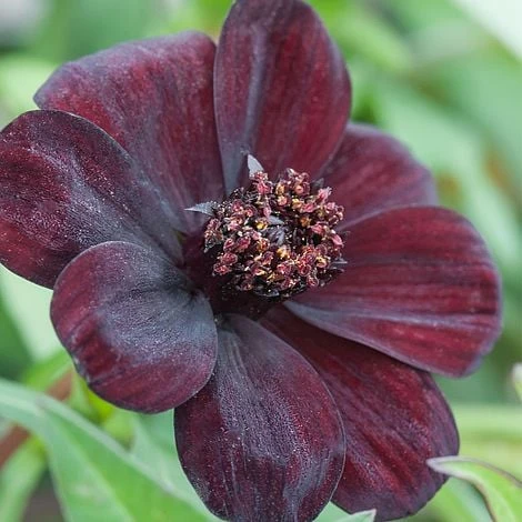 Cosmos Atrosanguineus 'Dark Secret' 1 Cosmos Atrosanguineus 'Dark Secret'