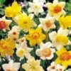 Daffodil 'Bumper Collection'