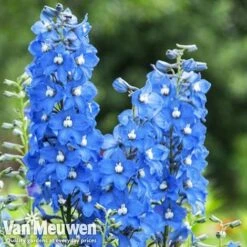 Delphinium 'Summer Skies' (Pacific Hybrid) -Fresh Planty Shop DELP v65292 C