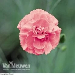 Dianthus 'Cottage Garden Collection' -Fresh Planty Shop DIAN V82918 C