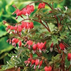 Dicentra Spectablis 'Valentine'