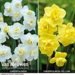 Daffodil 'Cheerfulness Duo' -Fresh Planty Shop Daffodil Cheerfulness Duo