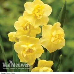Daffodil 'Cheerfulness Duo' -Fresh Planty Shop Daffodil Cheerfulness Yellow