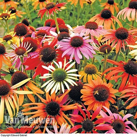 Echinacea Purpurea 'Primadonna Mixed' 1 Echinacea Purpurea 'Primadonna Mixed'