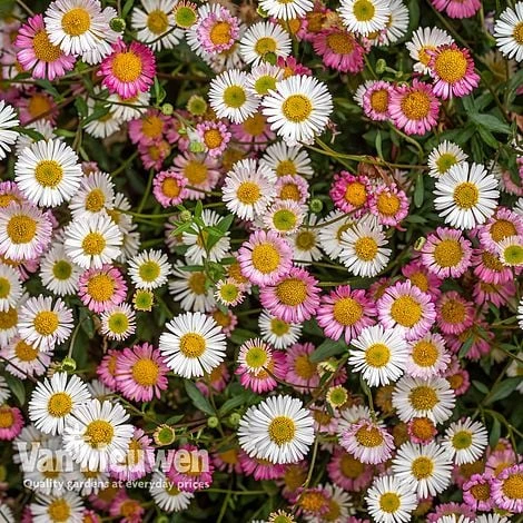 Erigeron 'Stallone' 1 Erigeron 'Stallone'