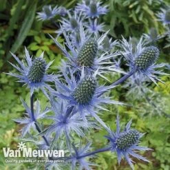 Eryngium 'Blue Steel' -Fresh Planty Shop ERYN 42770V B