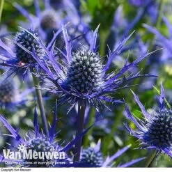 Eryngium 'Blue Steel' -Fresh Planty Shop ERYN 42770V E