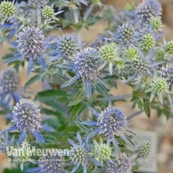 Eryngium Planum 'Blue Hobbit' -Fresh Planty Shop ERYN V46943 C