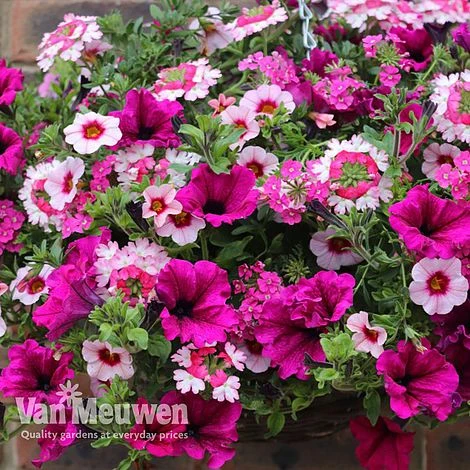 Eton Mess 2 Eton Mess - Image 2