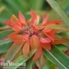 Euphorbia Griffithii 'Fireglow'