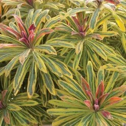 Euphorbia X Martini 'Ascot Rainbow'