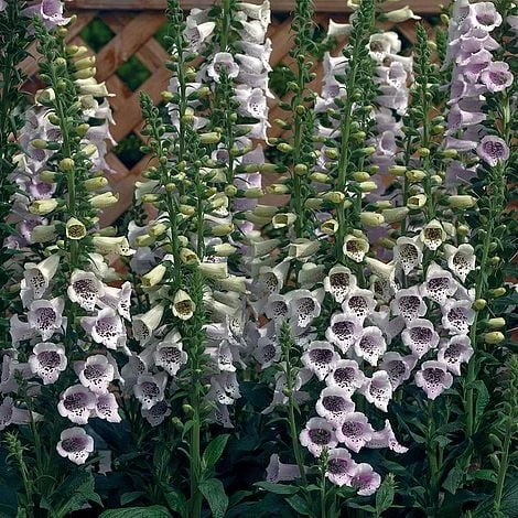Foxglove 'Camelot Lavender' 1 Foxglove 'Camelot Lavender'