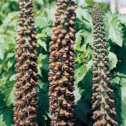 Foxglove 'Milk Chocolate'