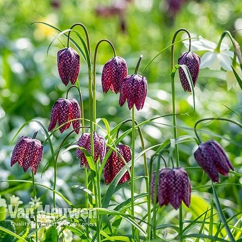 Fritillaria Meleagris 2 Fritillaria Meleagris - Image 2