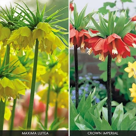 Fritillaria Imperialis 'Collection' 2 Fritillaria Imperialis 'Collection' - Image 2