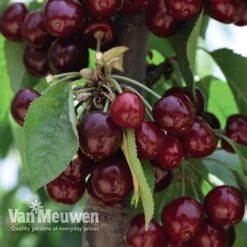 Fruit Tree Orchard Collection -Fresh Planty Shop FRUI V53153 C