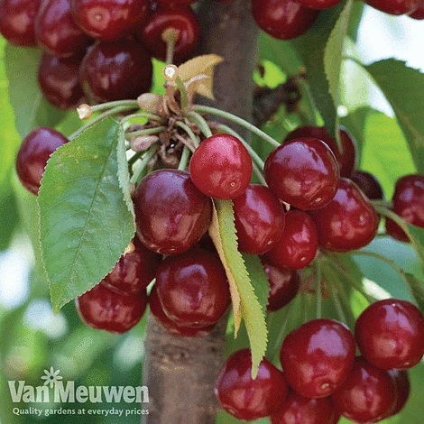 Favourite Fruit Tree Collection 2 Favourite Fruit Tree Collection - Image 2