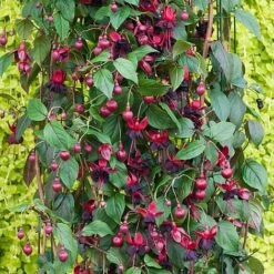 Fuchsia 'Lady In Black' (Climbing)