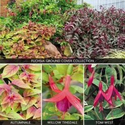 Fuchsia 'Ground Cover Collection'