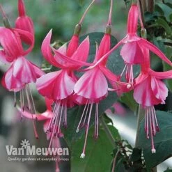 Fuchsia 'Hardy Collection' -Fresh Planty Shop FUCH VKA4047 C