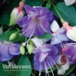 Fuchsia 'Hardy Collection' -Fresh Planty Shop FUCH VKA4047 D
