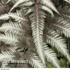 Fantastic Fern 'Pewter Lace'