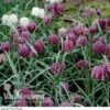 Fritillaria Meleagris