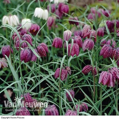 Fritillaria Meleagris 1 Fritillaria Meleagris