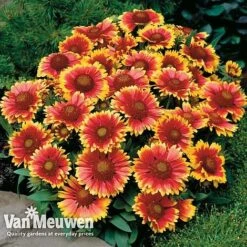 Gaillardia Aristata 'Arizona Sun' -Fresh Planty Shop GAIL v65378 D