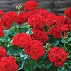 Garden Ready Summer Saver Collection 6 Garden Ready Summer Saver Collection -Fresh Planty Shop GARD VKA7392 B