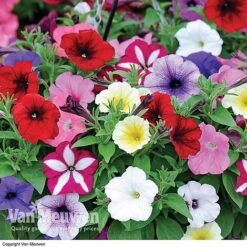Garden Ready Summer Saver Collection 7 Garden Ready Summer Saver Collection -Fresh Planty Shop GARD VKA7392 D