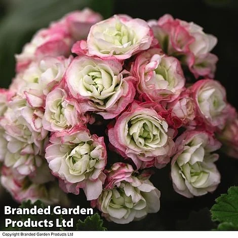 Geranium 'Appleblossom' 3 Geranium 'Appleblossom' - Image 3